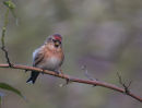 Lesser Redpoll
