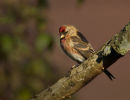 Lesser Redpoll