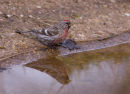 Redpoll at Water