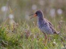 Redshank