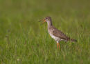 Redshank Calling (Very Loudly)
