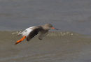 Redshank