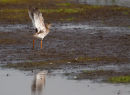 Redshank