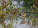 Redshank chick