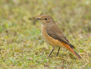 Common Redstart