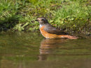 Common Redstart