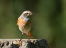 Common Redstart