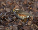 Redwing