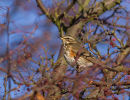 Redwing