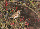 Redwing Feeding on Hawthorn Berries