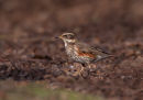 Redwing
