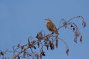 Redwing on Alder
