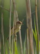 Reed Warbler
