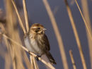 Reed Bunting (female)