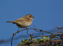 Female Reed Bunting