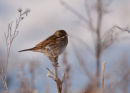 Reed Bunting (1st Winter male)