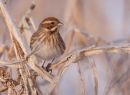 Reed Bunting (female)