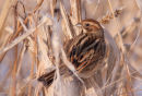 Reed Bunting (female)