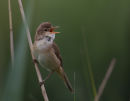 Reed Warbler in Song