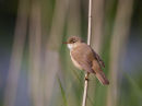 Reed Warbler