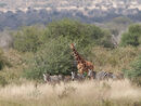 Reticulated Giraffe and Grevy's Zebra