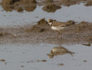 Ringed Plover