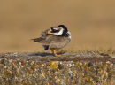 Ringed Plover - preening