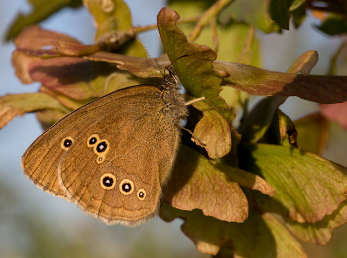 Ringlet