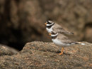 Ringed Plovers
