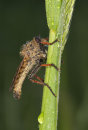 Robber Fly