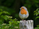 Robin