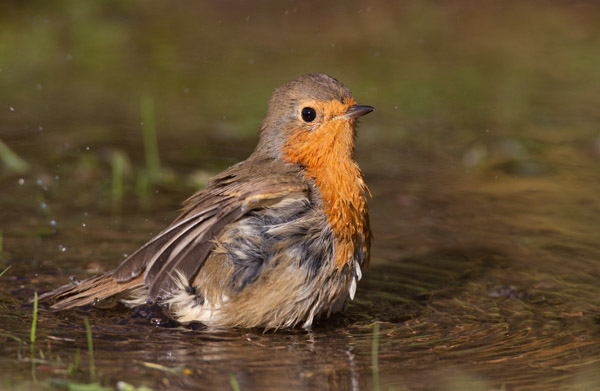 Robin bathing