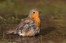Robin bathing