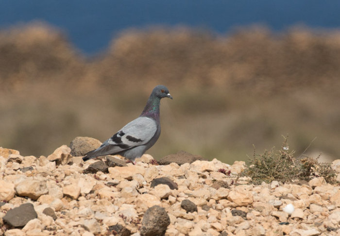 Rock Dove