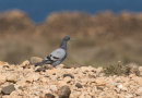 Rock Dove