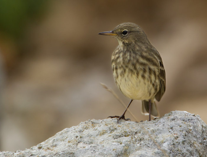Rock Pipit