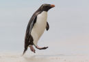 Rockhopper Penguin