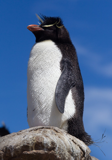 Rockhopper Penguin