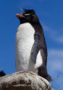 Rockhopper Penguin