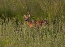 Roe Buck