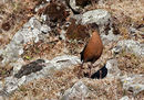 Rouget's Rail