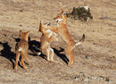 Ethiopian Wolf Pups at Play