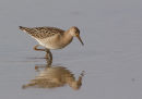 Ruff - juvenile