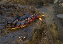 Runner Crab