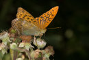 Silver-washed Fritillary