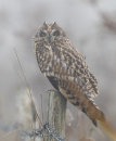 Short-eared Owl