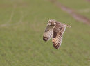 Short Eared Owl