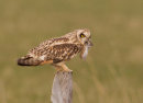 Short-eared Owl
