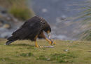 Striated Caracara