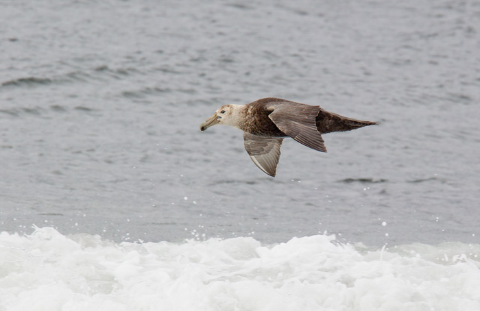Southern Giant Petrel